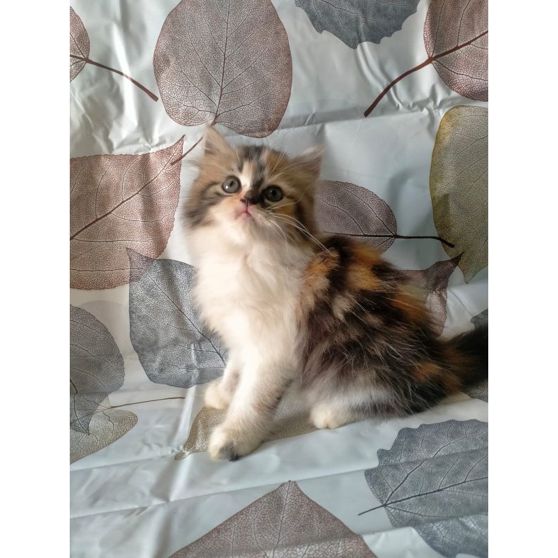 kitten Persia longhair flatnose