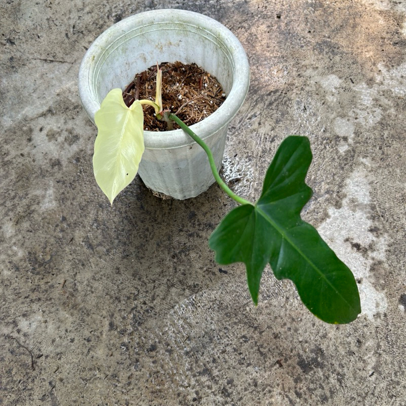 Philodendron Dragon Varigata