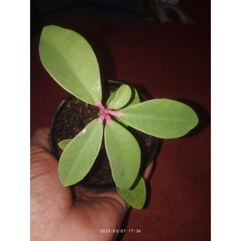 euphorbia bongolavensis