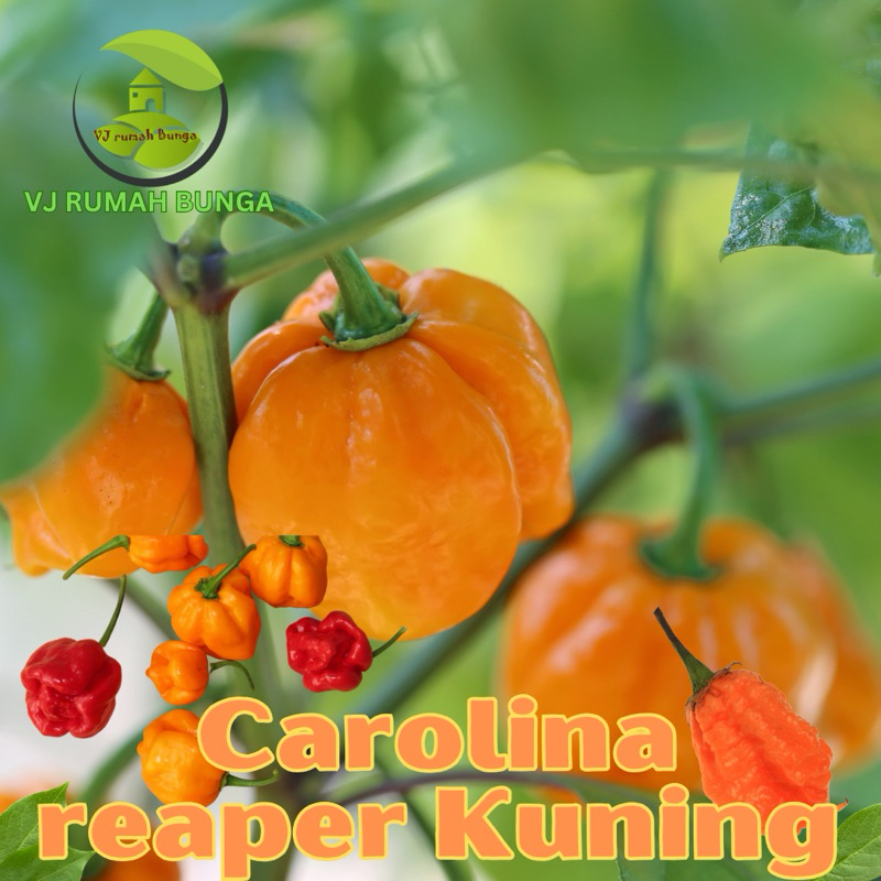 Benih Cabai Carolina reaper kuning yellow carolina reaper