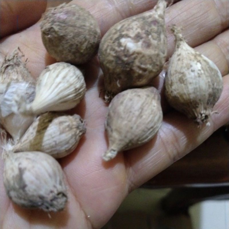 

Bawang Lanang LOKAL/Bawang Tunggal LOKAL ECER 1pcs / 1butir/1biji