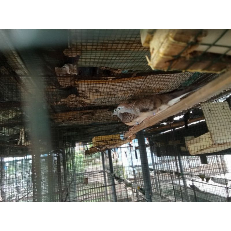 Burung perkutut Bangkok