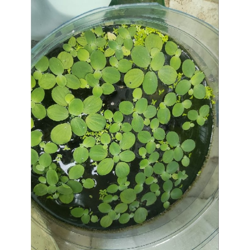 tanaman air/tanaman air apung 5pcs