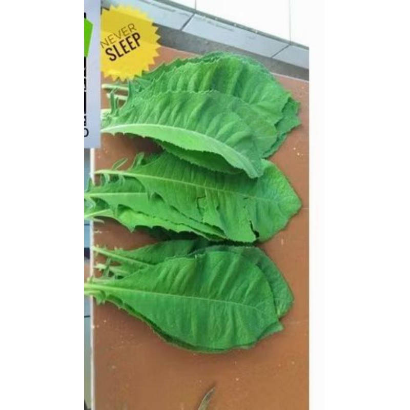 

daun sembung segar daun tanaman sembung herbal 10 lembar