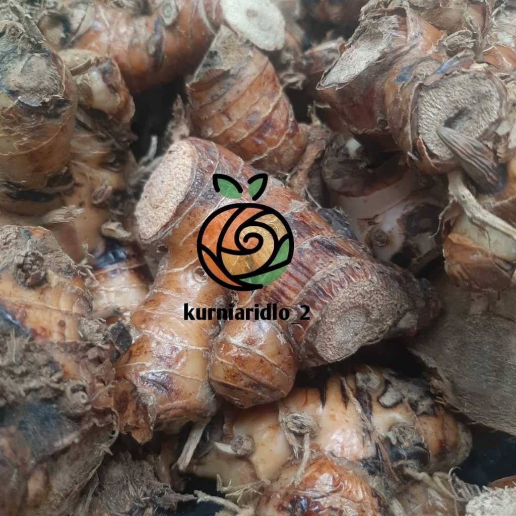 

Laos / Lengkuas Segar 500gr Murah