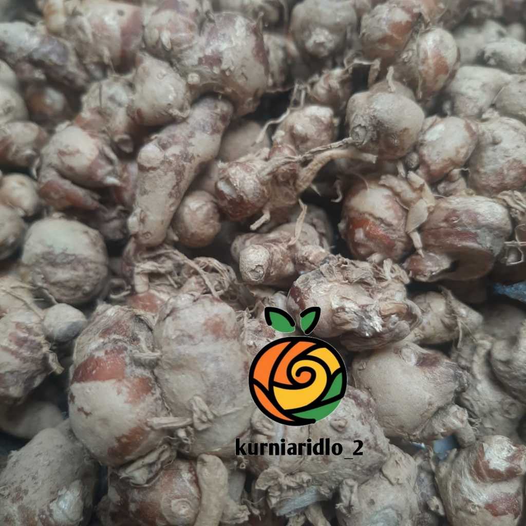 

Kencur / Cikur Segar 500gr Murah dan Berkhasiat