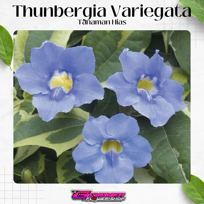 Tanaman Hias Merambat thunbergia variegata