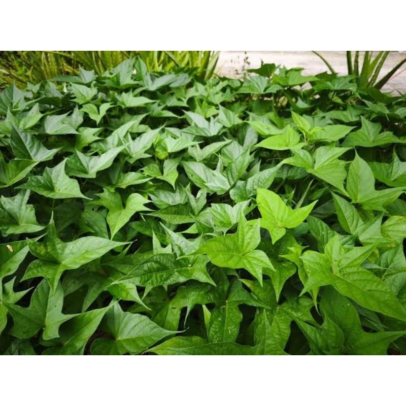 

daun ubi jalar / daun ketela rambat / daun ketela