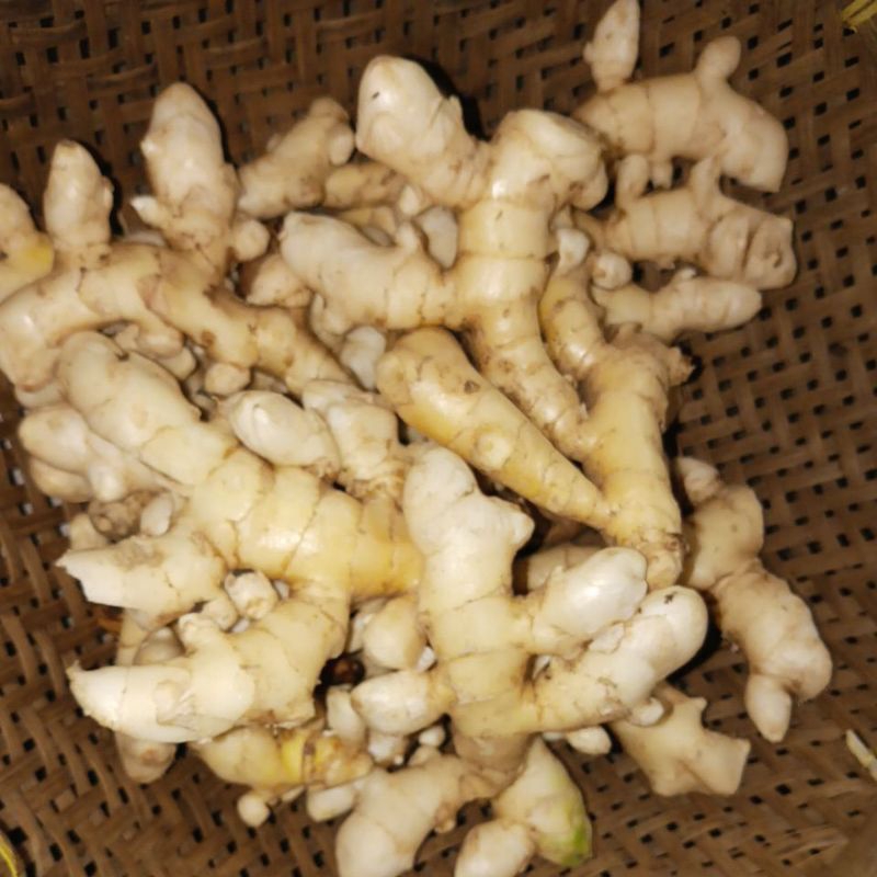 

kunyit putih 500 gram