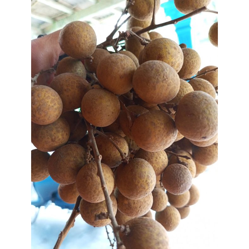 

Klengkeng itoh super 1kg