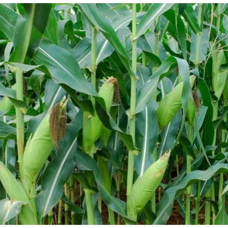 

Benih Jagung Manis 100 gram hingga kiloan