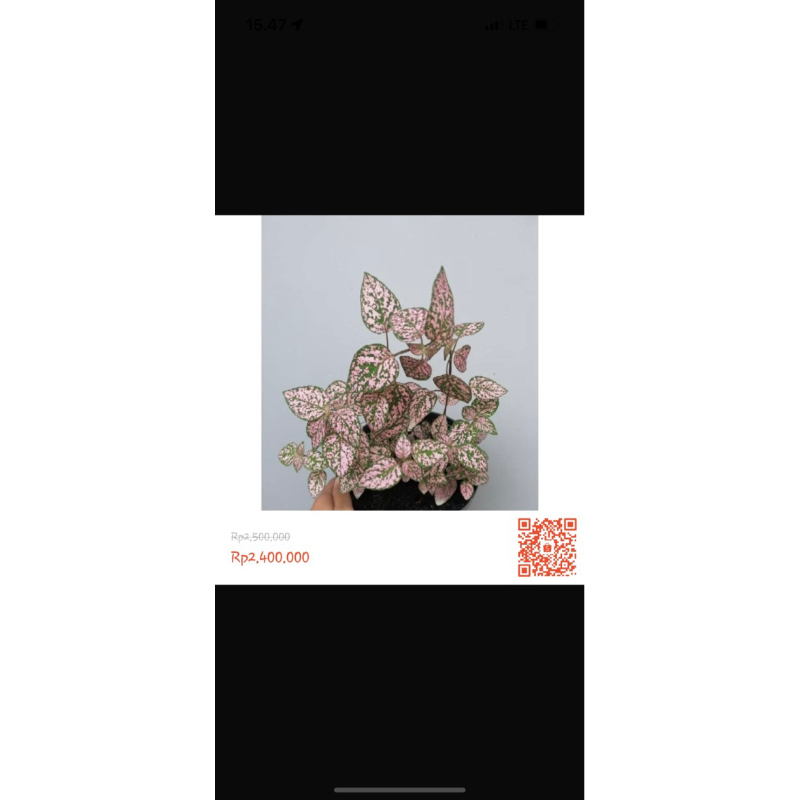 bibit bunga hias silver dollar