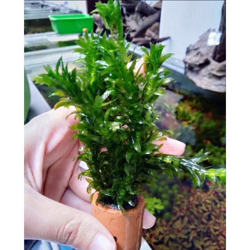 tanaman air ganggang hydrilla / tanaman air aquascape