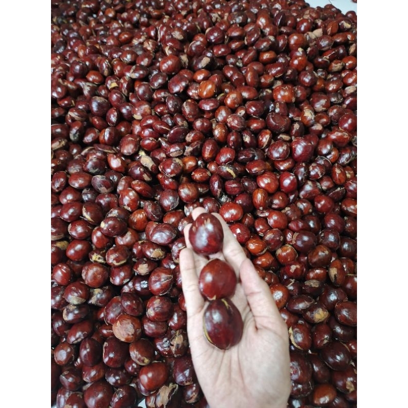 

JENGKOL MENTAWAI