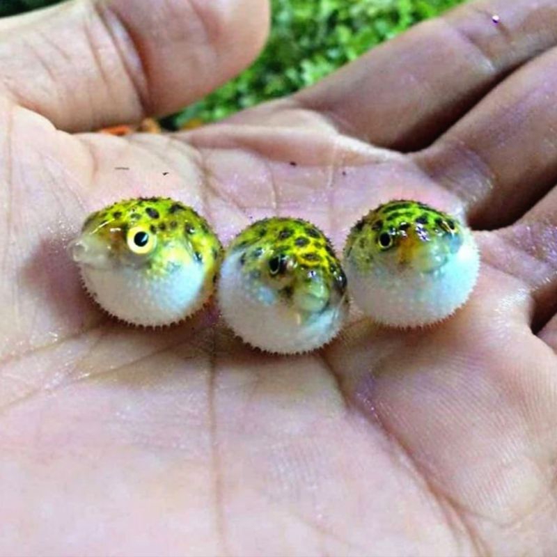 HIASAN AQUARIUM IKAN BUNTAL AIR TAWAR / PUFFY FISH BABY
