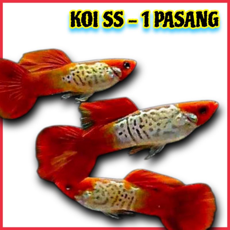 AQUARIUM ( KOI SS 1 P@SANG )