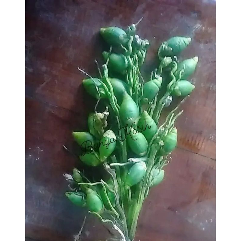

Buah Pinang muda fresh Alami 5 kg