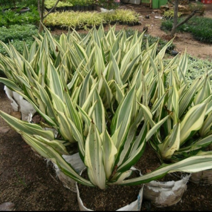 Tanaman Hias Agave Putih/Agave Gigantea