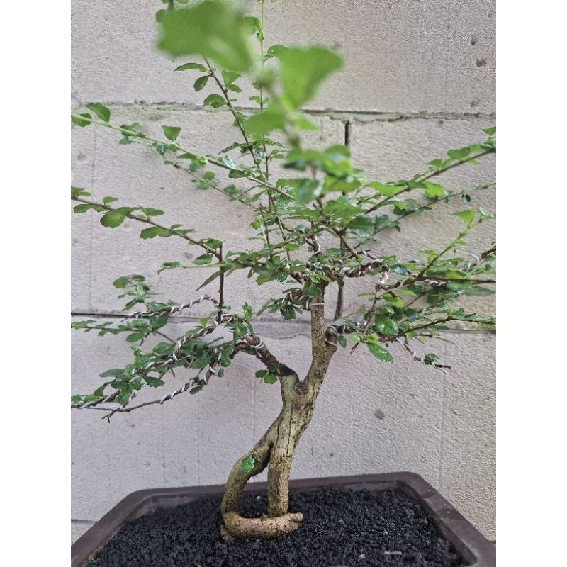 bonsai hokiantea