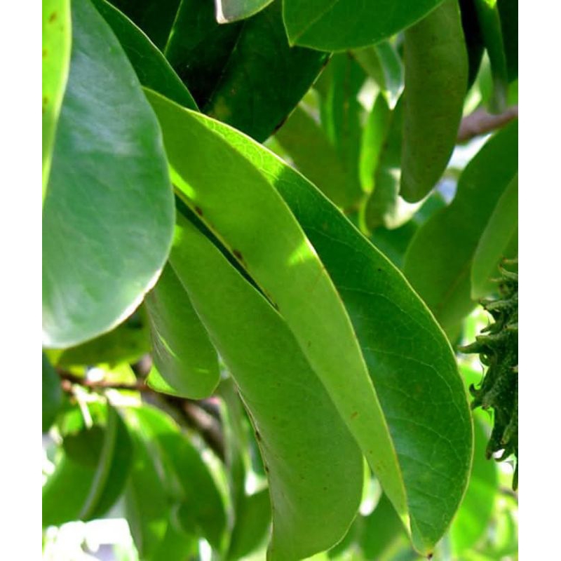 

Daun sirsak muda Segar Spesial (250gram/kemasan)