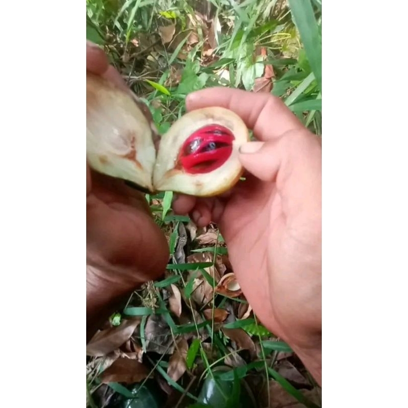 

BUAH PALA UNGGUL PLIHAN SEGAR FRESS 1KG