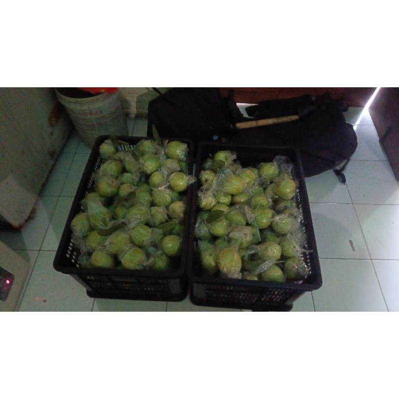 

Jambu Kristal Semboro
