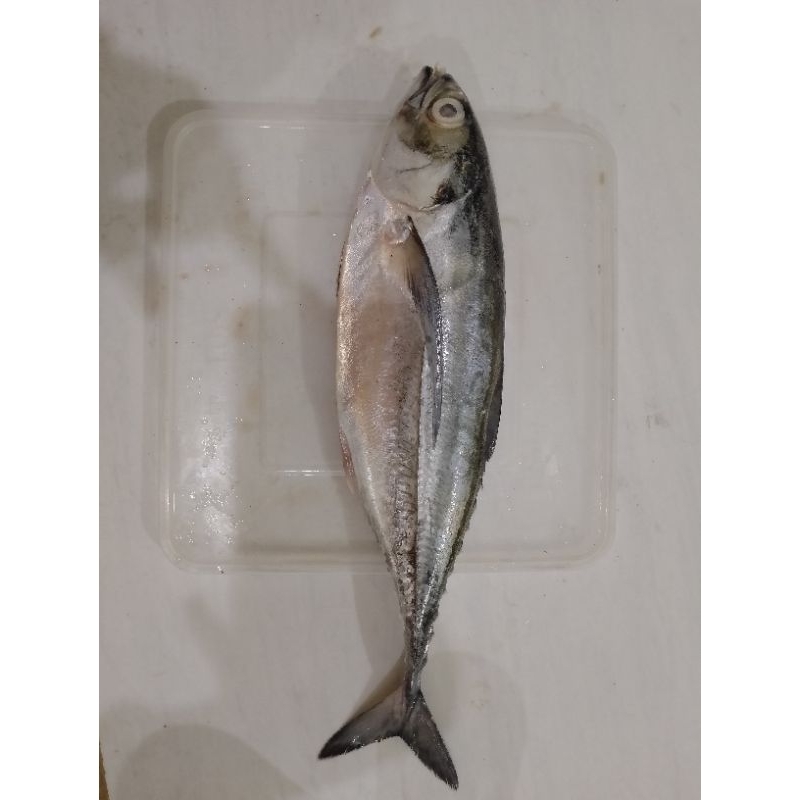 

Cakalang Tirus ikan laut segar satu ekor 350 gram