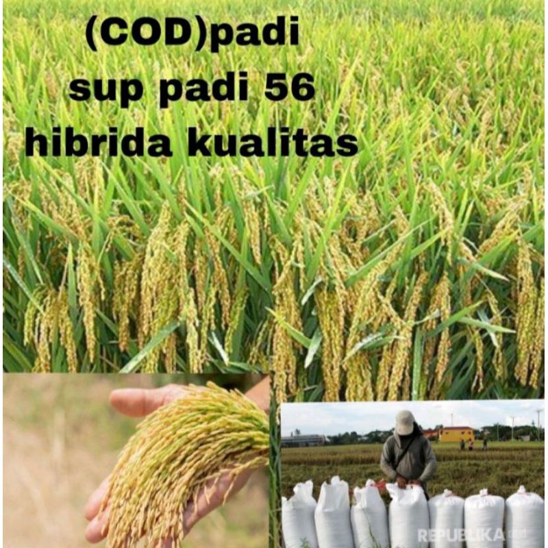 BENIH PADI SUPPADI 56 HIBRIDA KEMASAN 1KG