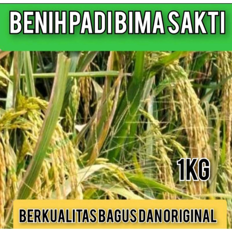 BENIH PADI BIMA SAKTI KEMASAN 1KG