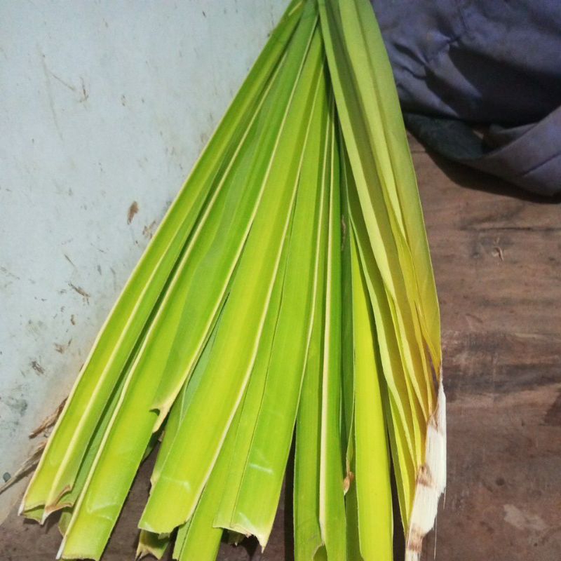 

janur kualitass super per ikat isi 10-15