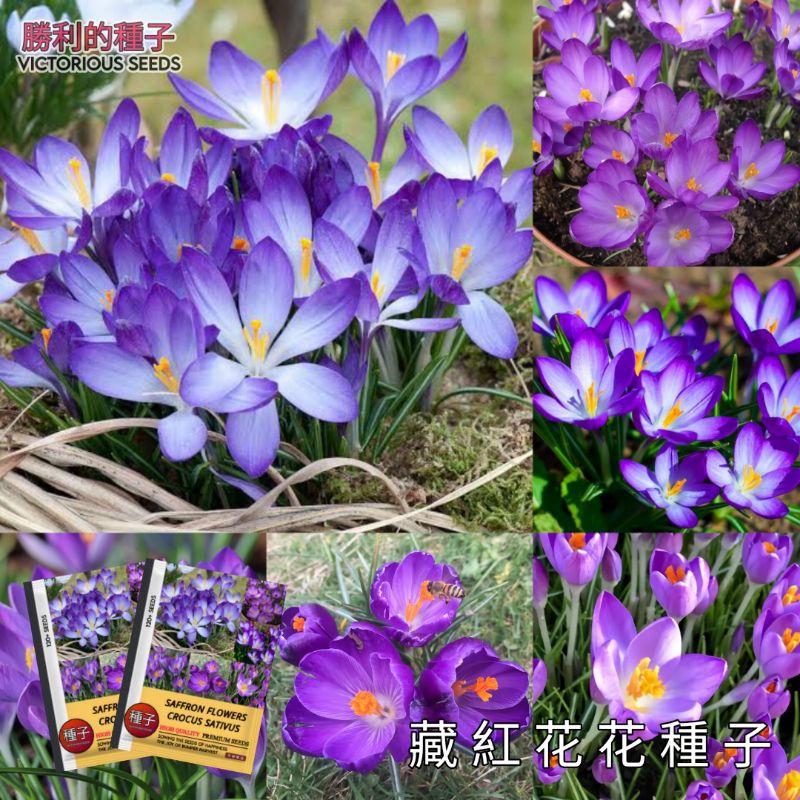 1 Pak (120 Butir) Benih Bunga Saffron Kemasan Import Original 100%  / Benih Tanaman