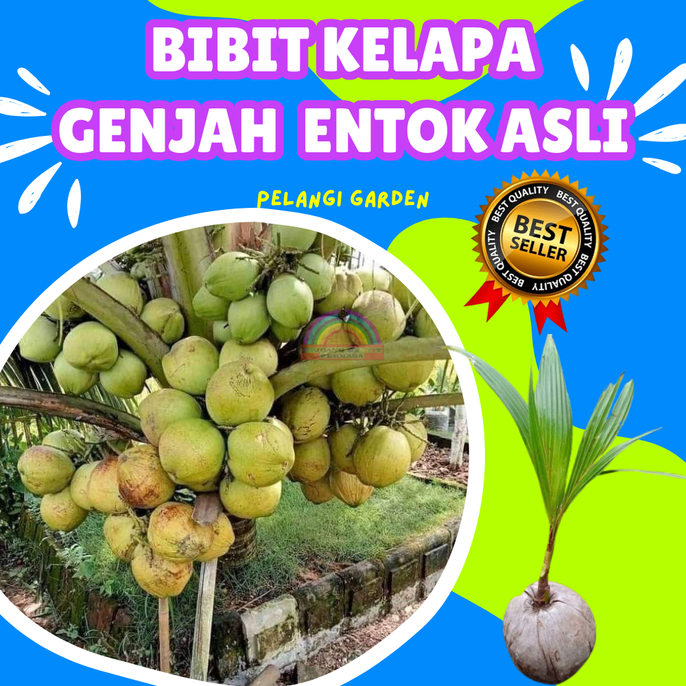 CEPAT BERBUAH.. Bibit Kelapa Genjah Pandan Wangi