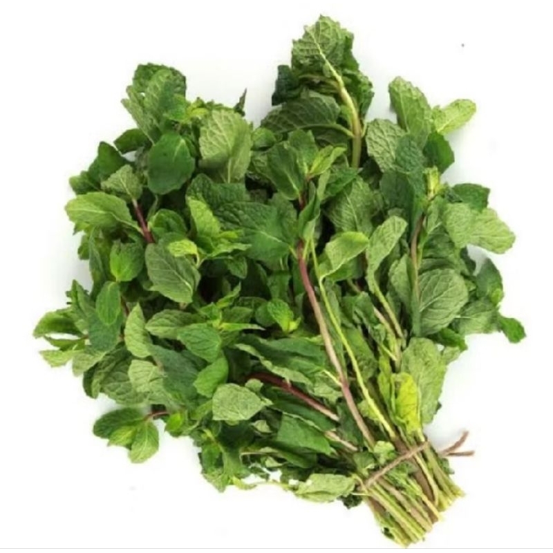 

daun mint segar