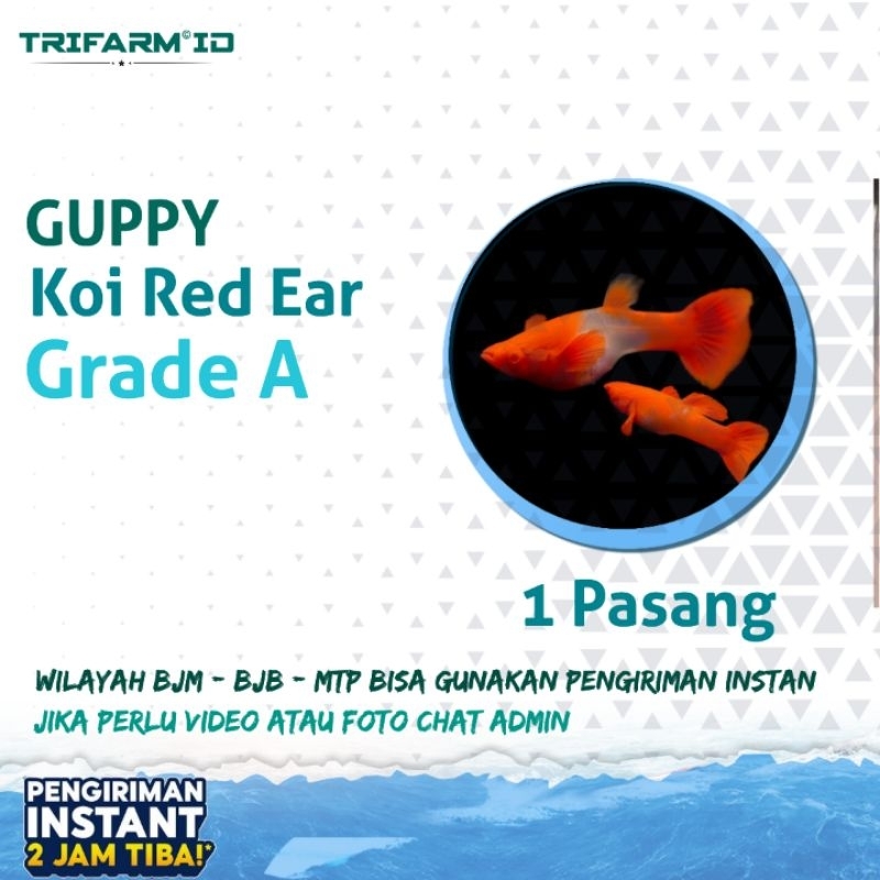 TRIFARM Sticker Benih Bibit Guppy Koi Red Ear Grade A Sepasang