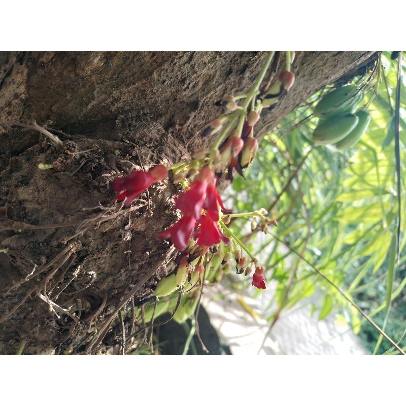 

Bunga blimbing wuluh segar 40 biji