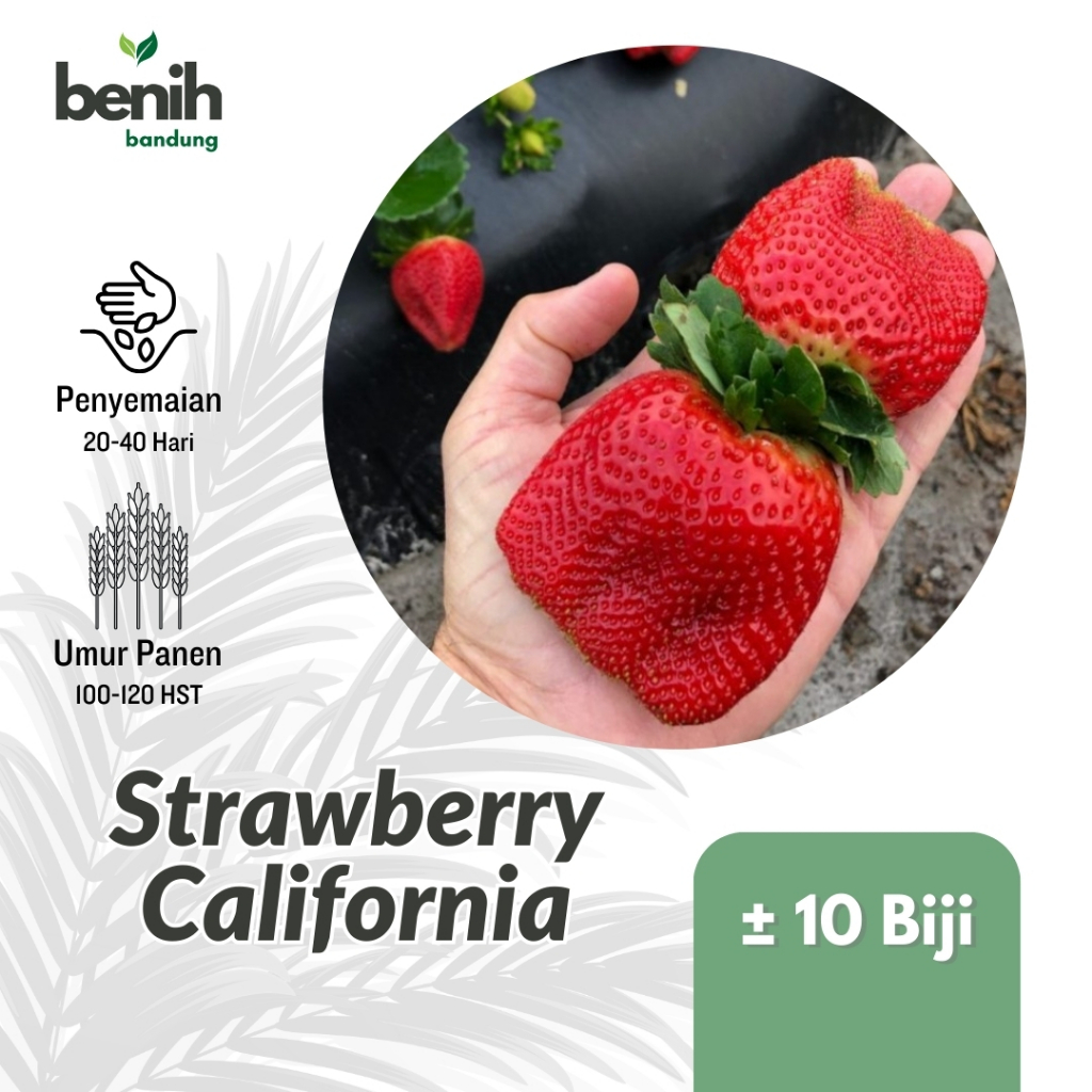10 Biji Benih Strawberry California Jumbo Bibit Stroberi Unggul Buah Manis