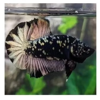 AVATAR COOPER RINTIK KUALITAS BEST SELLER 15K