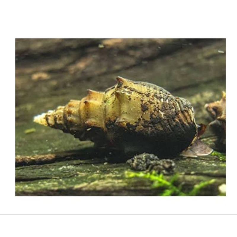 Keong Super Prambanan - Keong Hias Aquascape