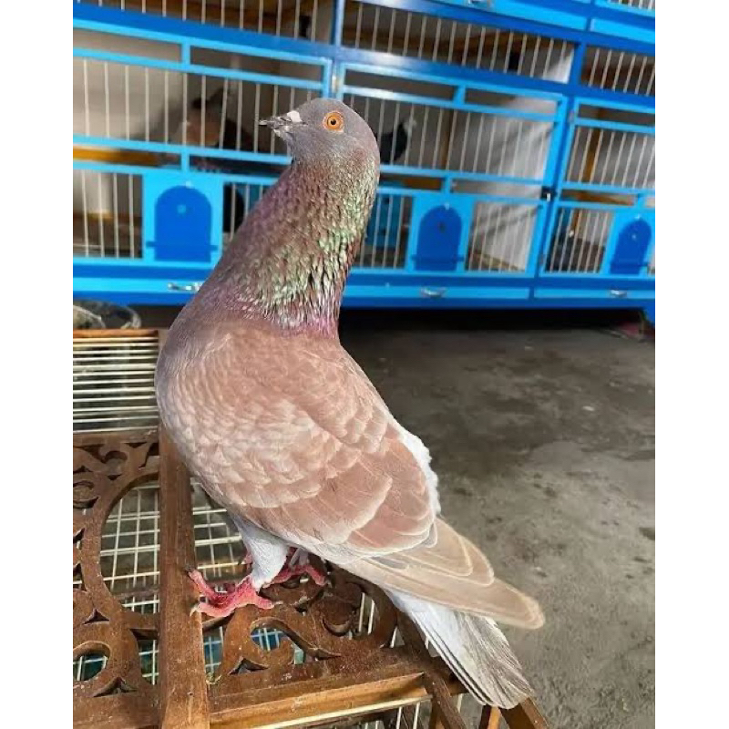 

TELUR FERTIL BURUNG DARA BALAP TRAH JUARA UNTUK DI TETASKAN