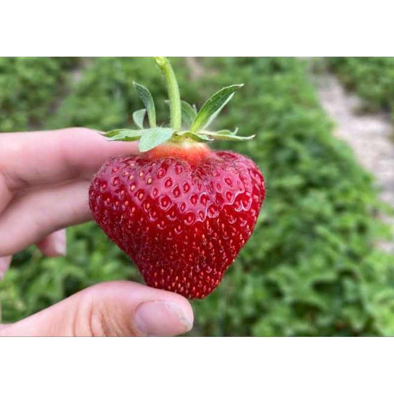 Bibit Strawberry Import Varietas Jumbo