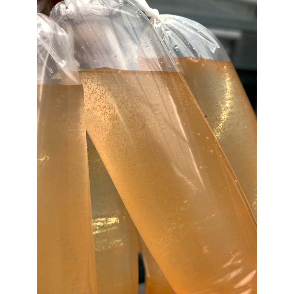 ARTEMIA HIDUP / ARTEMIA TETAS UNTUK BURAYAK DAN IKAN GUPPY