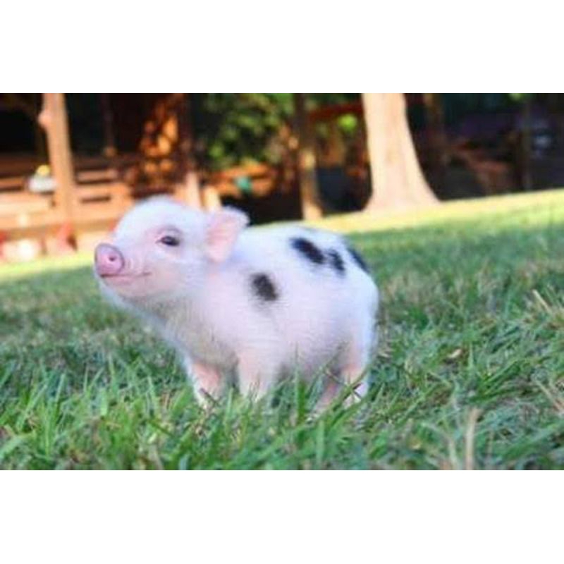 

Anak Babi murah Meriah