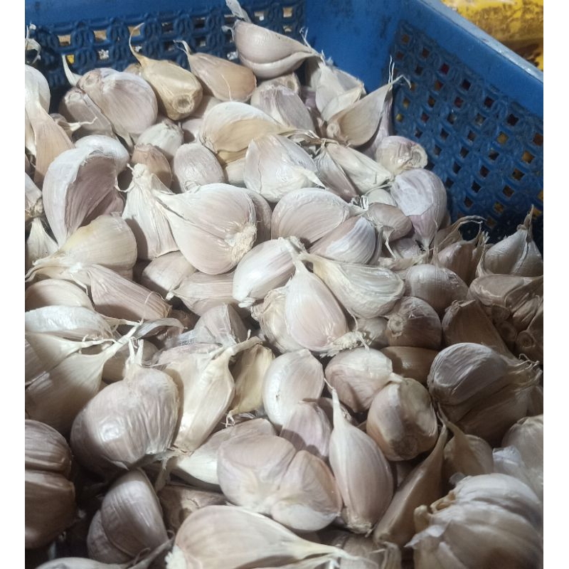 

Bawang Putih Kating Tersedia Ukuran 250g/500g/1kg