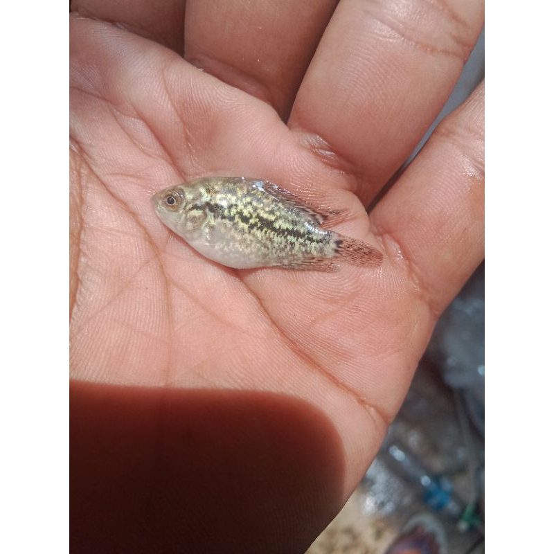 BURAYAK LOUHAN GEN GB