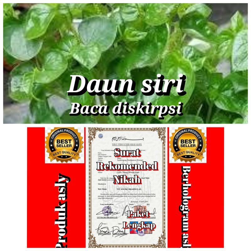 

daun siri paket lengkap/baca dulu