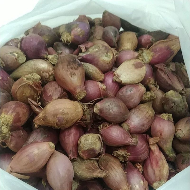 

bawang merah