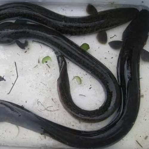 

sidat hidup ukuran 80 - 120 gram [ minimal order 5 ekor ]