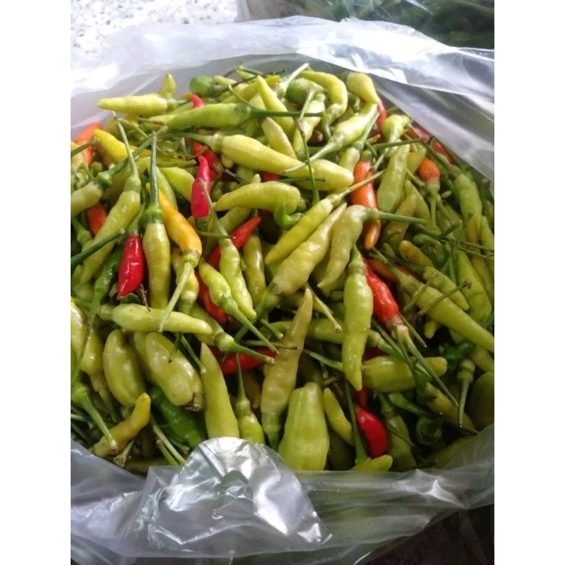 

Cabe Rawit Putih Murah 1kg