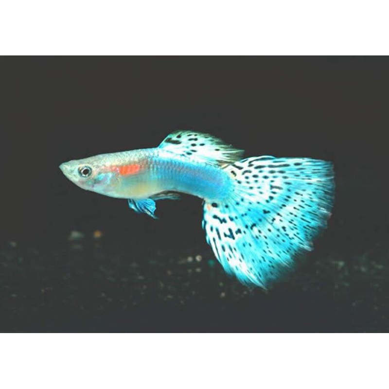 pakan ikan + Hiasan Aquarium Guppy Japan Blue Sepasang Packing Sterofoam