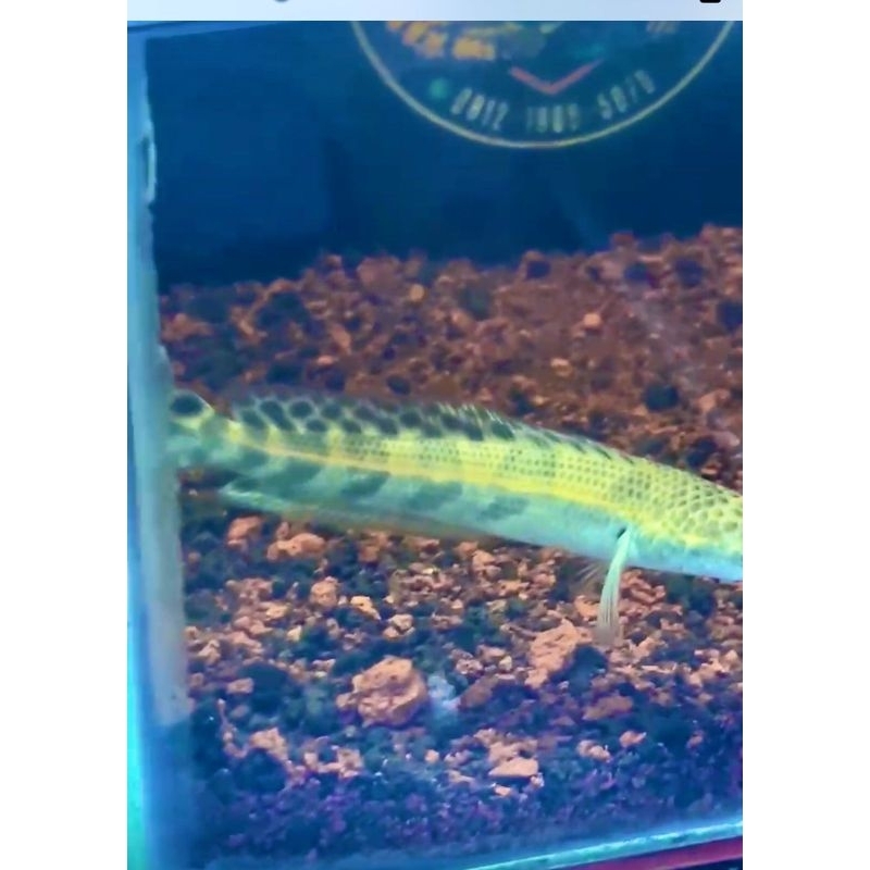 (MINYAK IKAN) OREN RIAU 5-6CM 3e